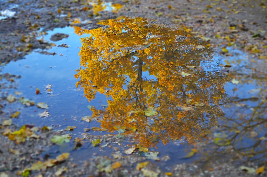 nature, fall, water, tree, landscape, reflection, outdoors HD wallpaper