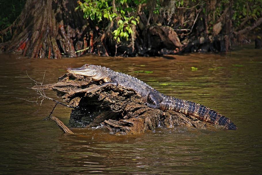 louisiana, alligator, reptile, swamp, lizard, wildlife, animal, HD wallpaper
