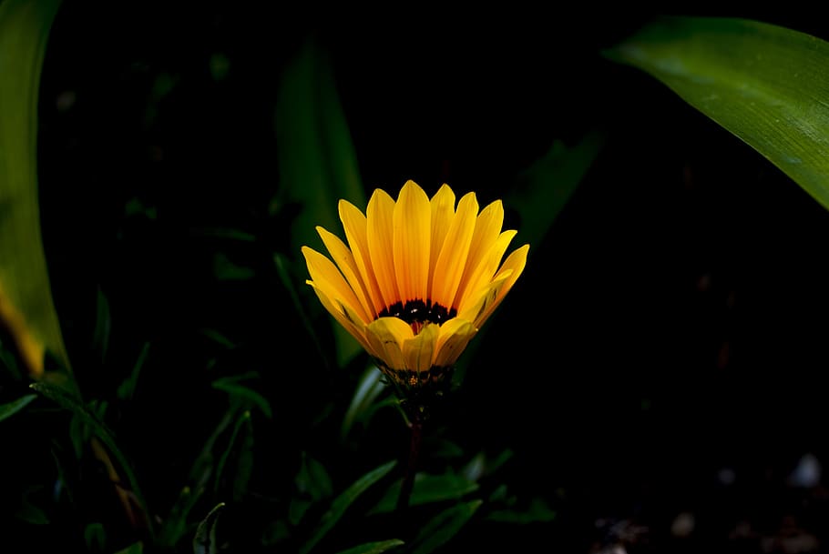 flower, plant, nature, leaf, flowering plant, vulnerability HD wallpaper