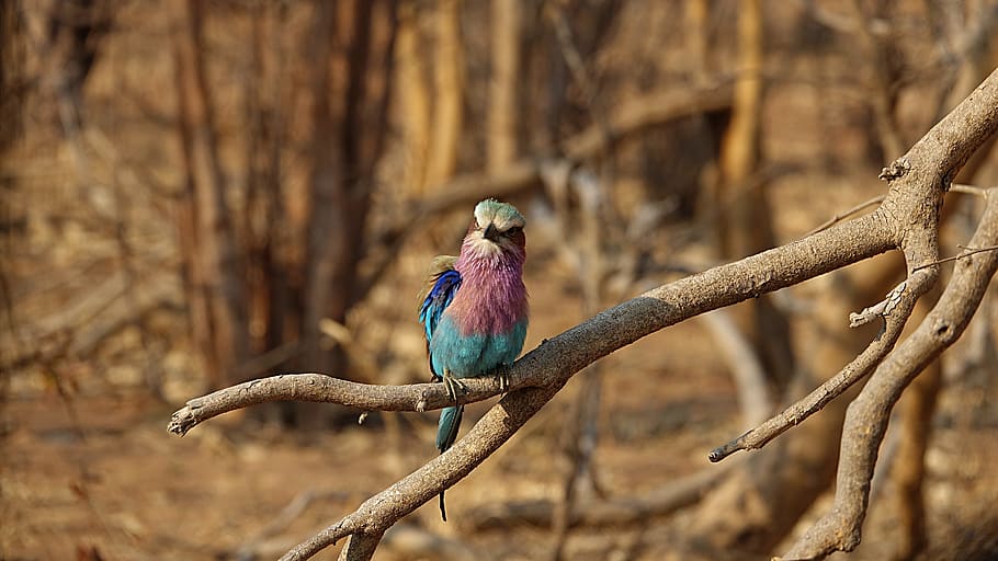 forked roller, bird, africa, botswana, animal themes, animal wildlife HD wallpaper