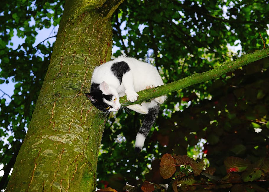 cat, tree, climb, young cat, pet, nature, cat in the tree, domestic cat HD wallpaper