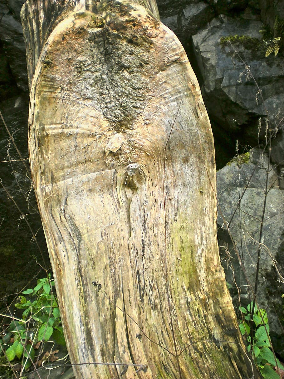 tree, wood, nature, close-up, textured, plant, tree trunk, day HD wallpaper