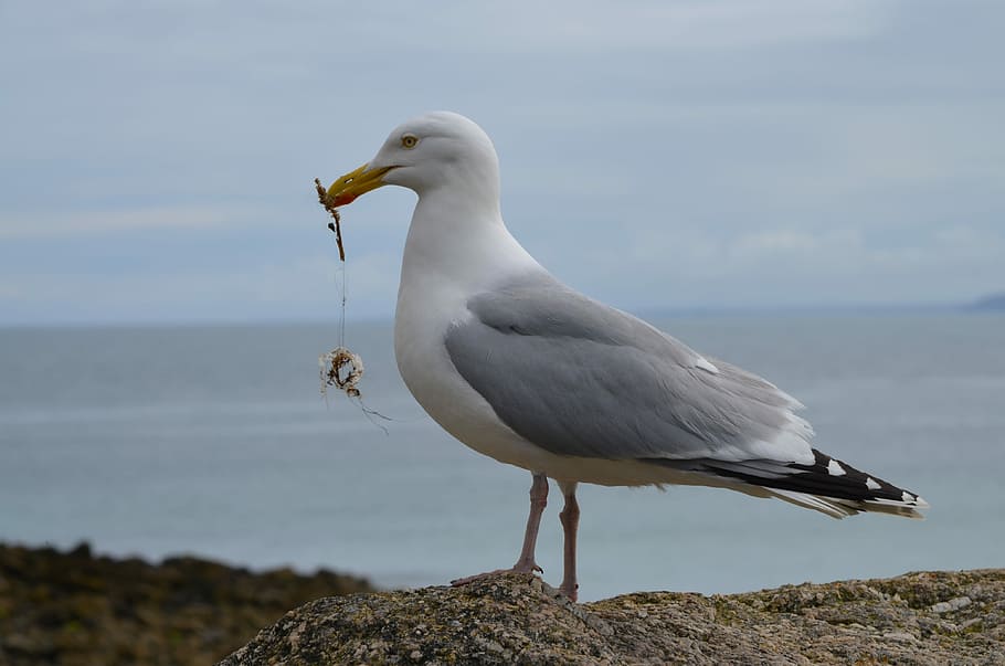 gull, cornwall, sea, england, coast, nature, animal themes HD wallpaper