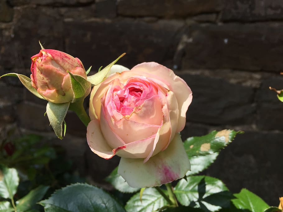 flower, rose, nature, leaf, plant, pink, leaves, flowers, blossom HD wallpaper