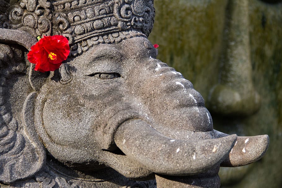 elephant with red hibiscus flower on ears, hindu, bali, culture, HD wallpaper