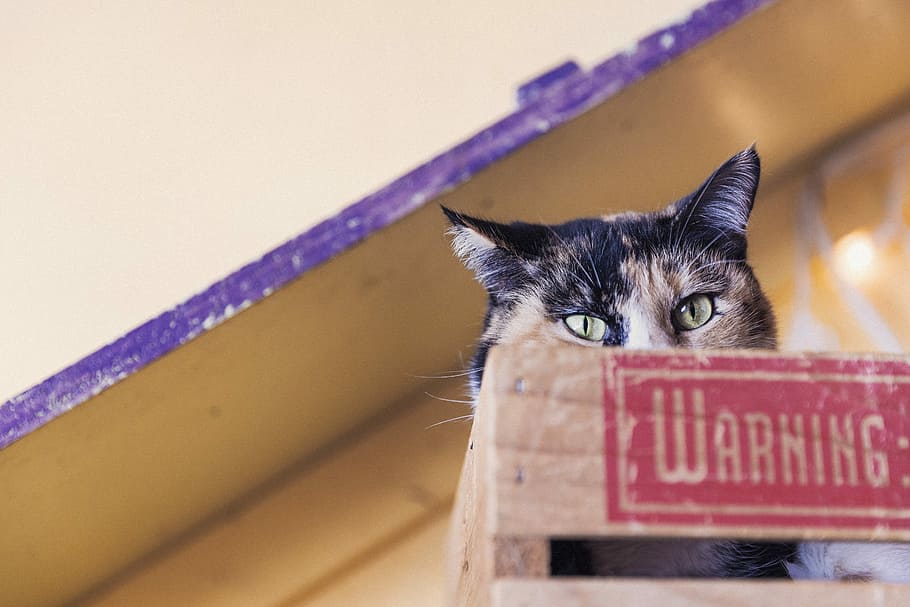 calico cat on brown wooden crate, animals, lazy, warning, scared