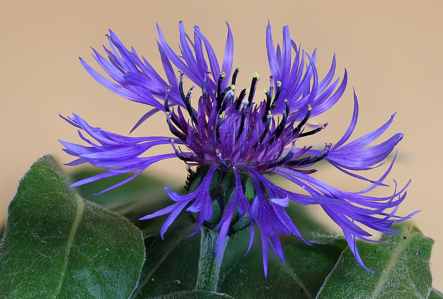 nature, flower, summer, close, color, plant, cornflower, garden HD wallpaper
