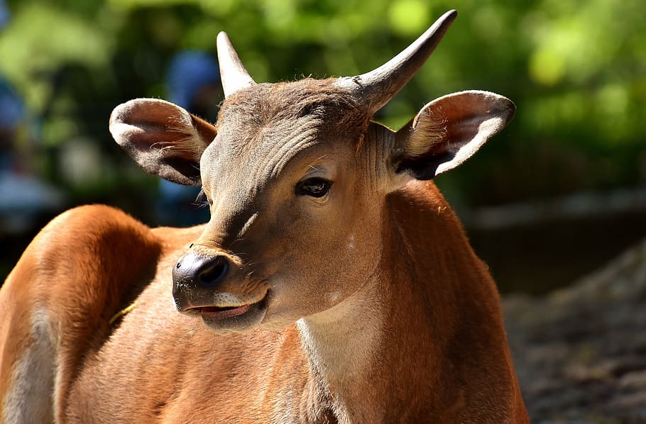 black cattle selective focus photography, banteng, beef, bos javanicus HD wallpaper