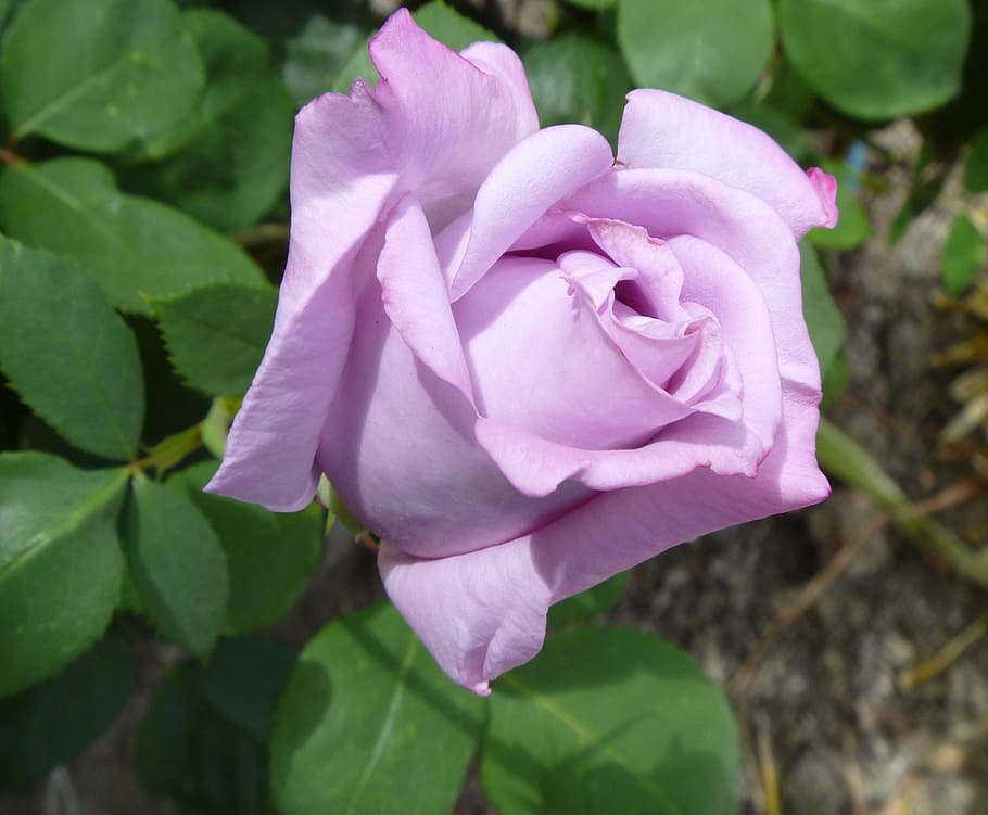 purple rose flower, rose bud, floral, blossom, nature, plant, HD wallpaper