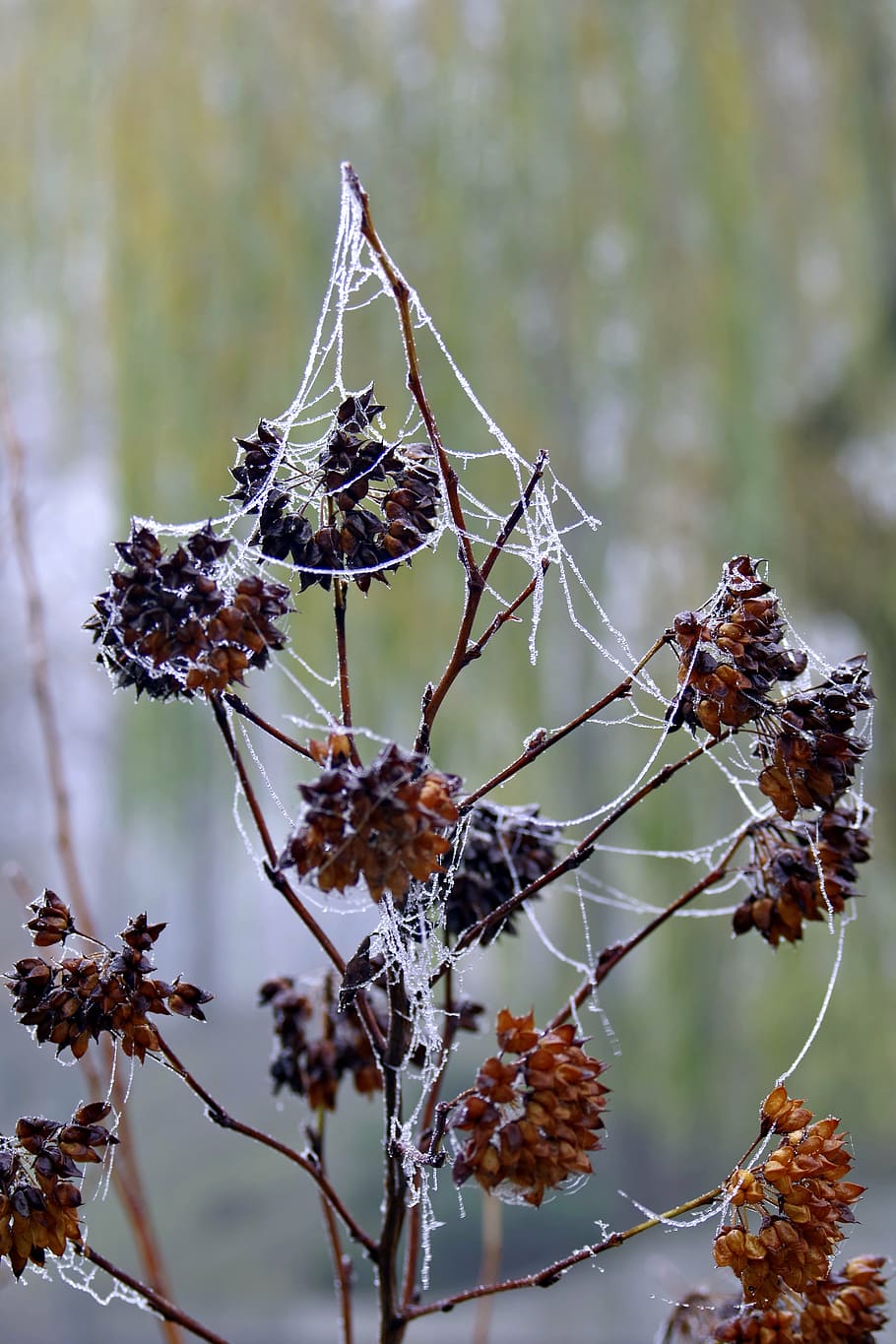 cobweb, ice, not cold, frost, frosted, morning, cool, the fog HD wallpaper