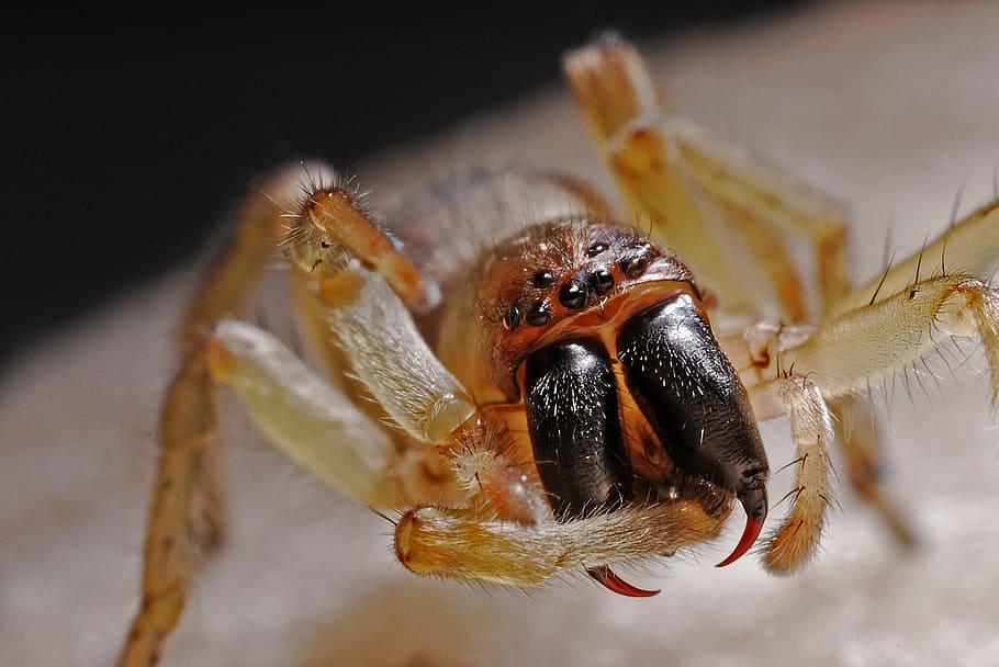 spider, arachnid, macro, insect, nature, bug, arachnophobia HD wallpaper