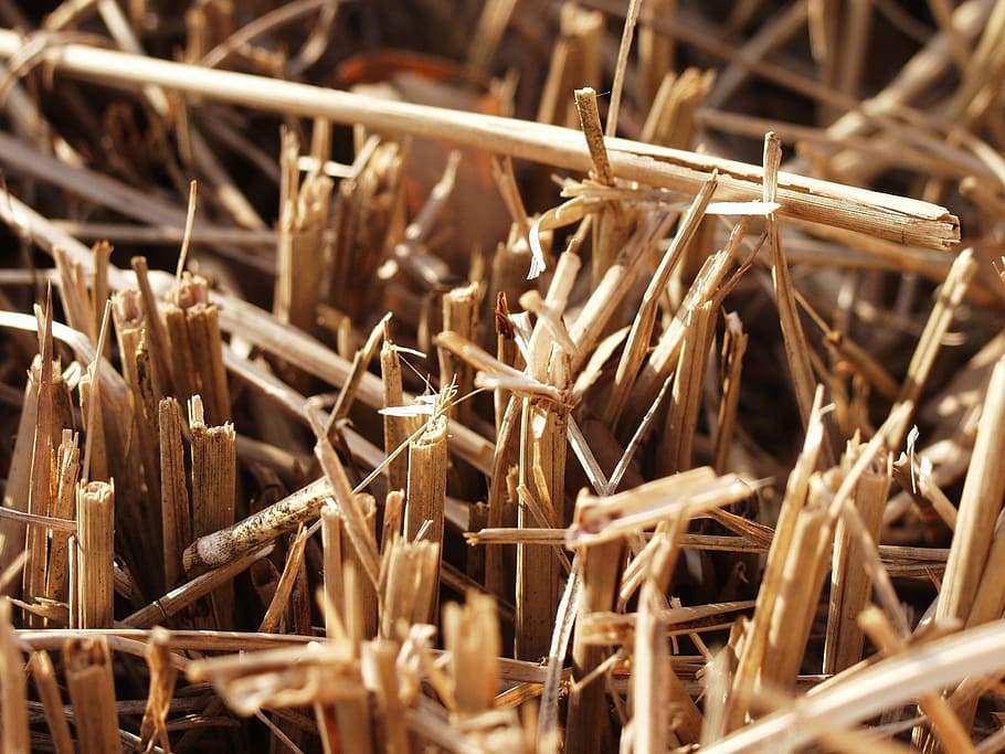 cut, wheat, fall, food, grain, agriculture, crop, harvest, healthy HD wallpaper