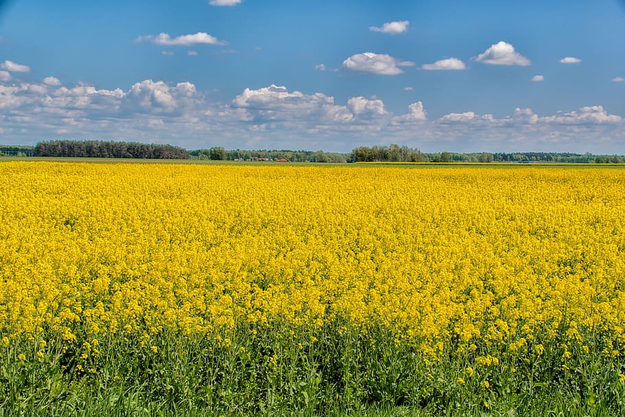 landscape, field, clouds, nature, village, beautiful landscape HD wallpaper