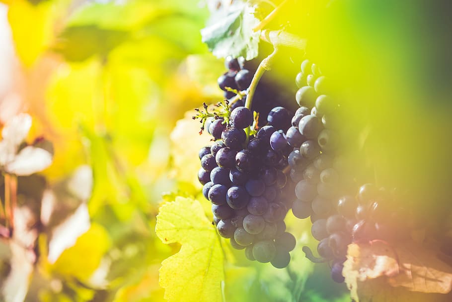 Ripe Wine Grapes in Vineyard Field, autumn, fall, farming, food