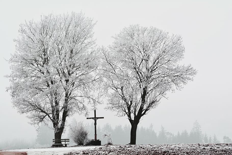 frost, winter, cold, hoarfrost, wintry, tree, plant, nature HD wallpaper