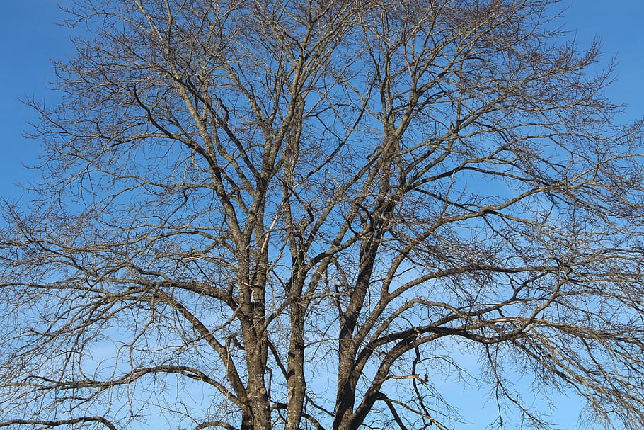 tree, spring, blue, nature, branches, plant, low angle view HD wallpaper