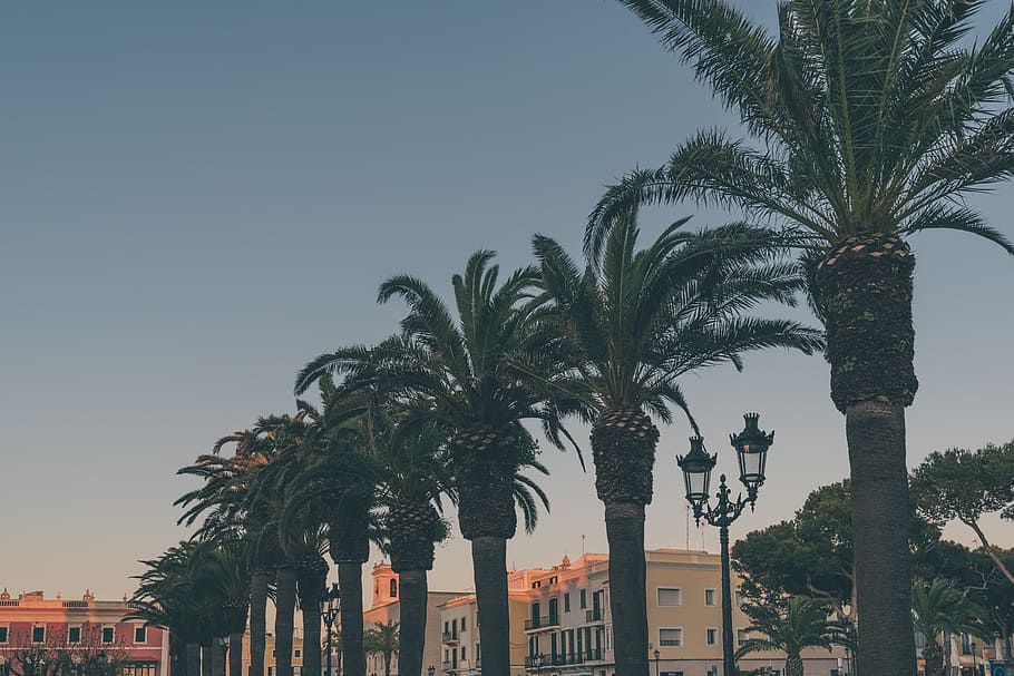 palm trees, summer, sunset, dusk, sky, buildings, tropical climate HD wallpaper