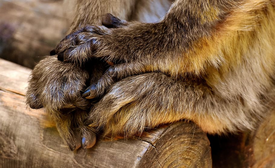 Barbary Ape, Hand, Foot, endangered species, monkey mountain salem, HD wallpaper