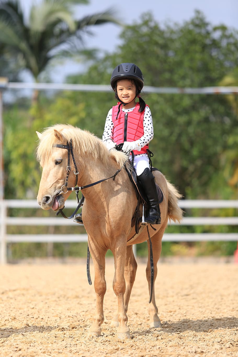 Equestrian Herd Wallpaper | Free Horse Images