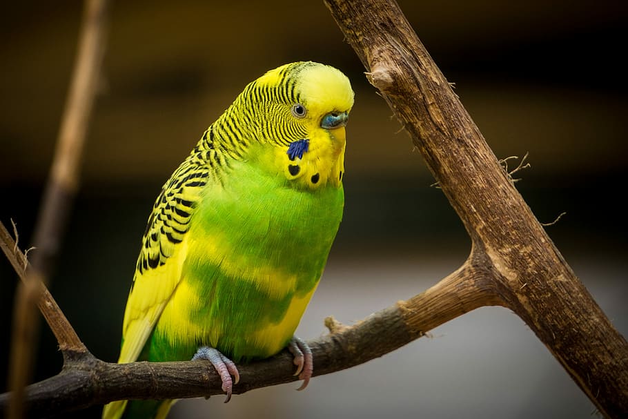 green and yellow bird standing on tree branch, green and yellow bird HD wallpaper