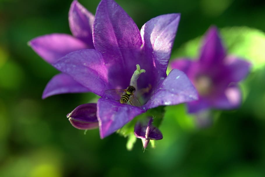 ringtone, flower, mucha, bee, violet, plants, nature, campanula patula HD wallpaper