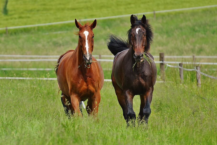 two brown and black horse running near fence during daytime, horses