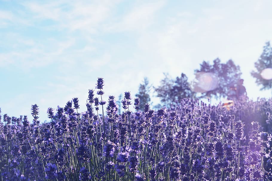 purple petaled flower field at daytime, hokkaido, furano, lavender, HD wallpaper