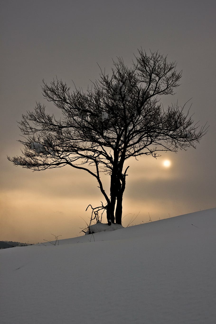 winter, snow, tree, snow landscape, sunset, nature, sky, beauty in nature HD wallpaper