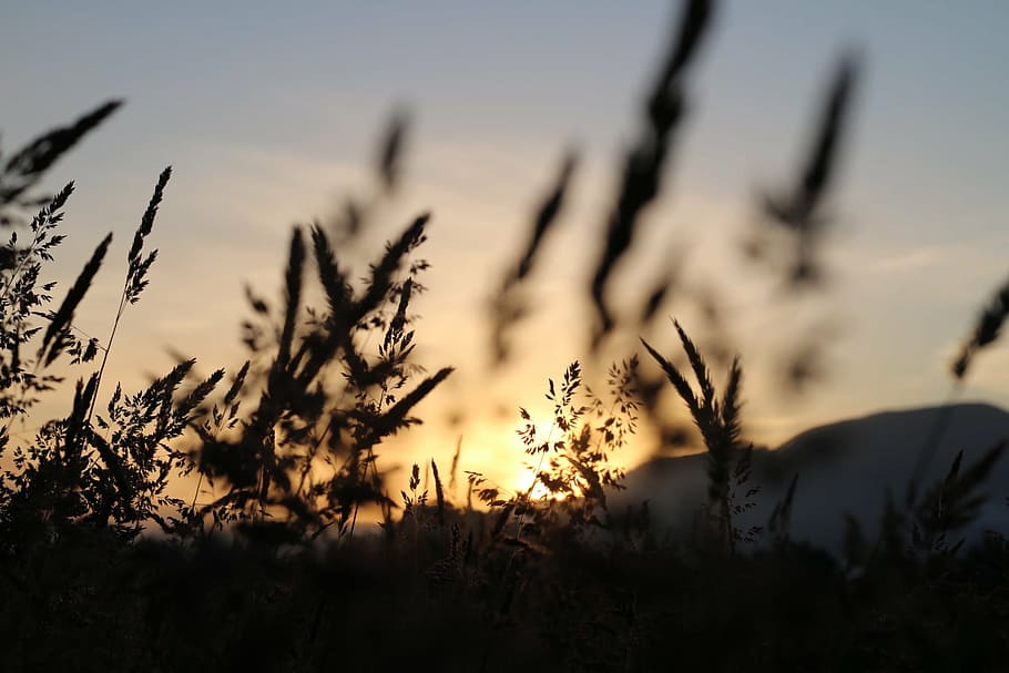 dawn, dusk, field, grass, nature, outdoors, silhouette, sky HD wallpaper