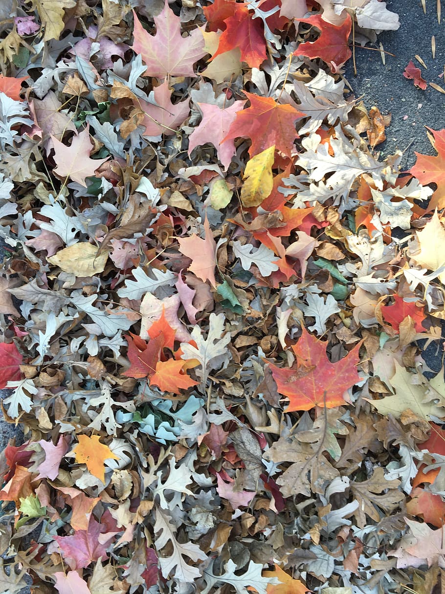 leaf, fall, season, nature, pattern, autumn, change, plant part HD wallpaper