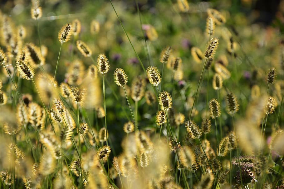 macro, detail, texture, plant, nature, beautiful, green, flowers HD wallpaper