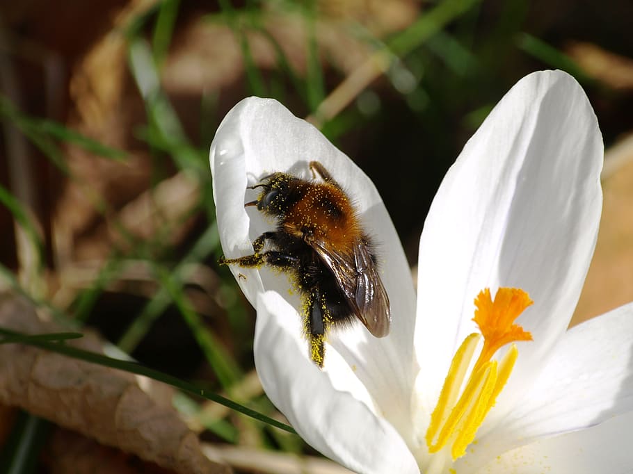 hummel, crocus, close, spring, white, pollen, animal wildlife HD wallpaper