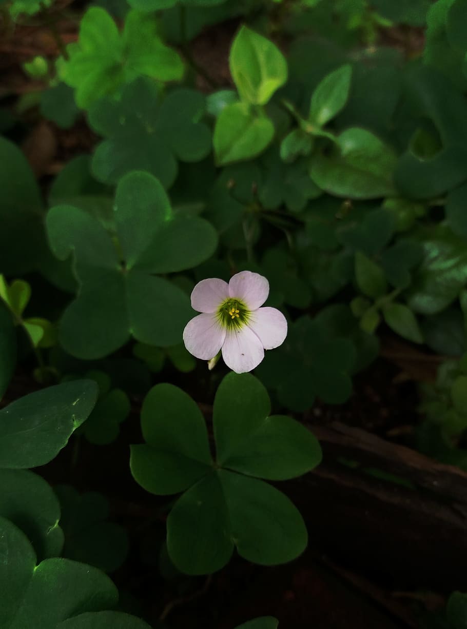 flower, small, small things, white, green, white flowers, plant HD wallpaper