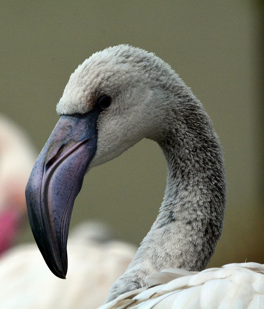 gray, flamingo, bird, wildlife, animal, nature, beak, feather HD wallpaper
