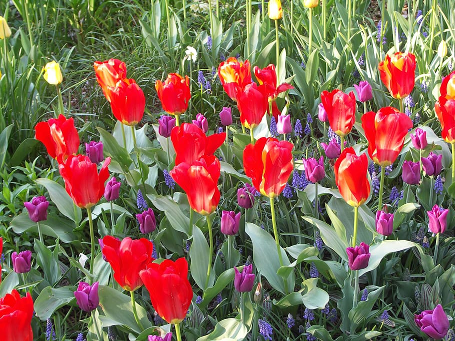 tulips, flower, spring, bloom, red, garden, flowering plant HD wallpaper