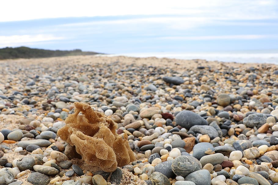 shell, seashell, ocean, beach, nature, shellfish, seashore HD wallpaper