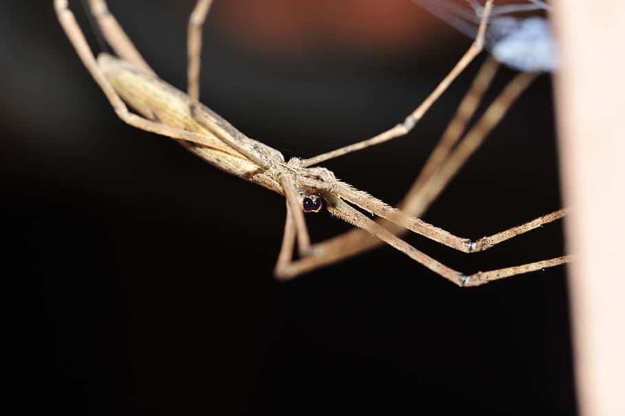 Spider, Cobweb, Animals, Macro, Close-Up, outside, no people HD wallpaper