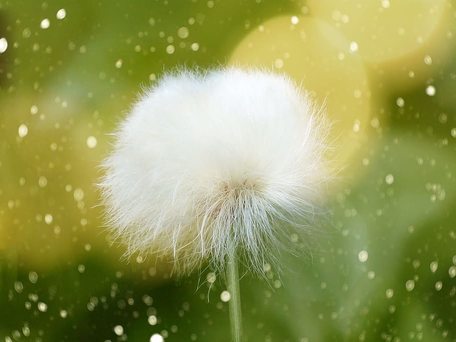 Cottongrass 1080P, 2K, 4K, 5K HD wallpapers free download | Wallpaper Flare