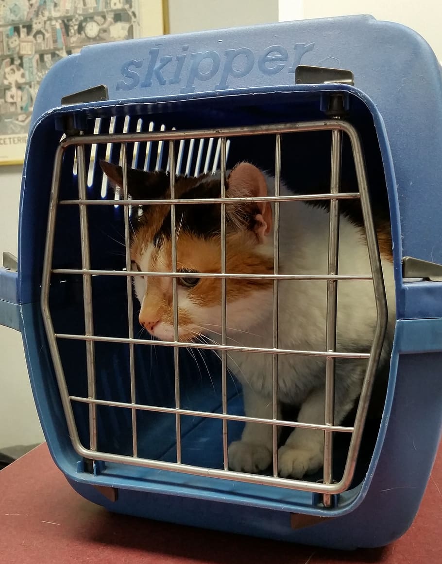 orange calico cat inside blue Skipper pet carrier, Animal, Feline, HD wallpaper