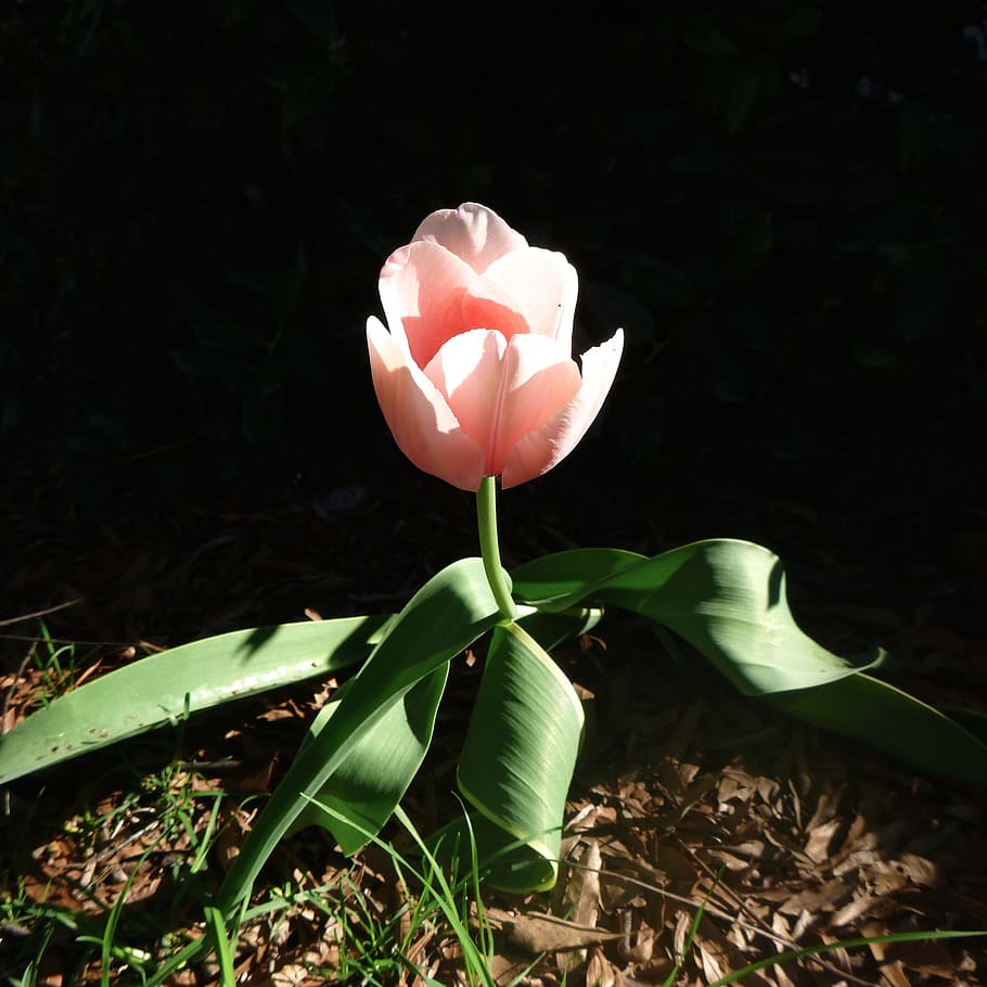 Tulip, Spring, Light, flower, petal, flower head, freshness HD wallpaper