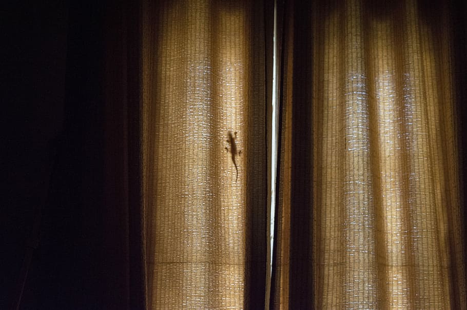 Lizard behind the curtains, house lizard on curtain, shadow, reptile HD wallpaper