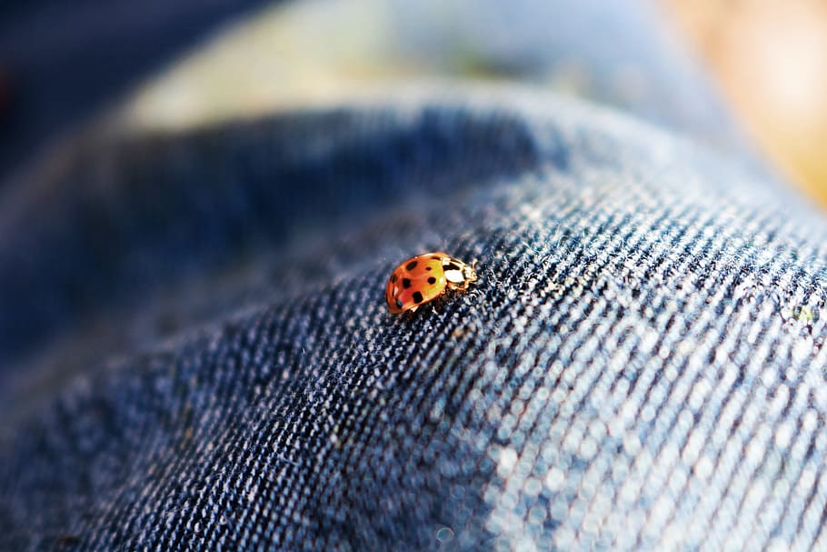 orange and black ladybug on blue denim textile, beetle, insect HD wallpaper