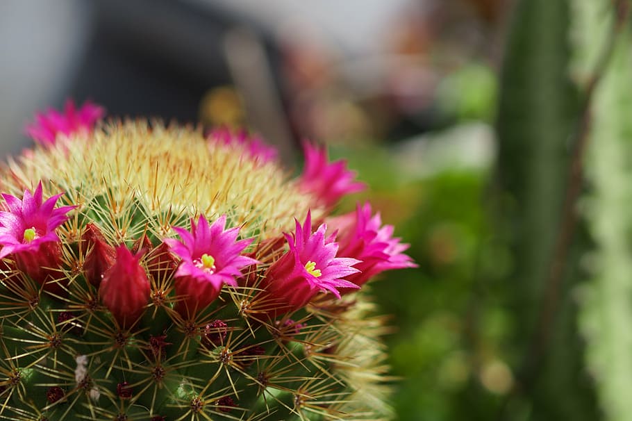 close-up photo of pink barrel cactus flowers, garden, thorns HD wallpaper