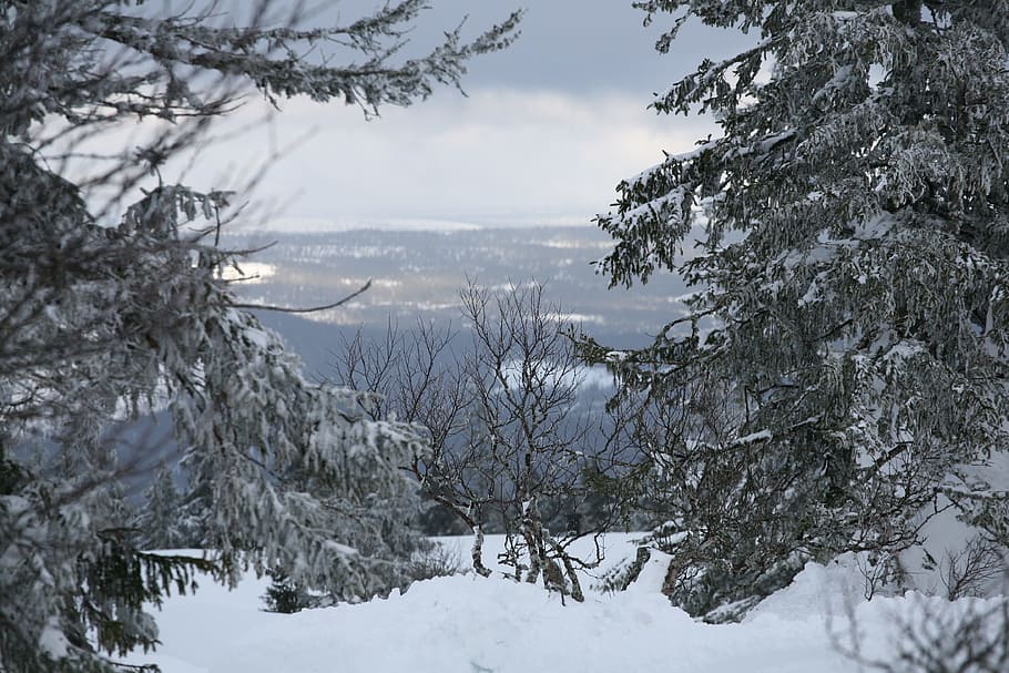winter, mountain, snow, cold temperature, tree, plant, beauty in nature HD wallpaper