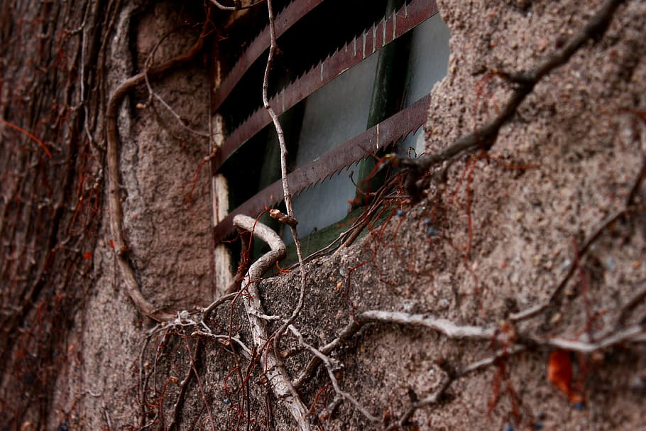 vine, plant, window, old, adobe, wall, poverty, tree, animal wildlife HD wallpaper