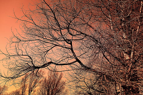 bare tree under orange sky, tree top, winter tree, branch, bare branch HD wallpaper
