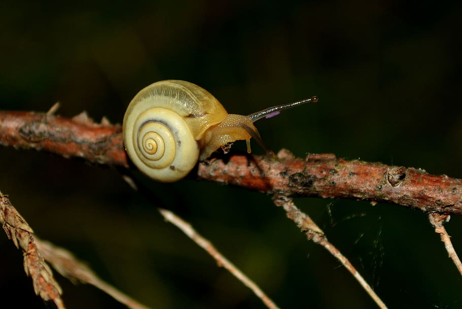 snail, night, casey, animal, mollusk, nature, slimy, spiral HD wallpaper
