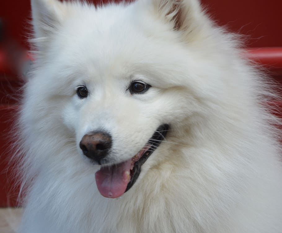 HD wallpaper: closeup photography of long-coated white dog, samoyed, long  hair | Wallpaper Flare