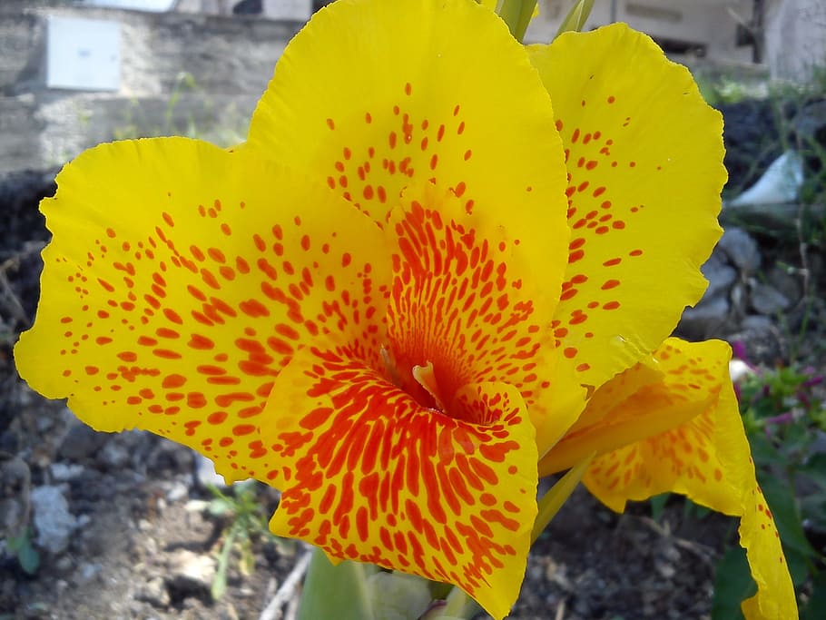 flower, yellow, red, flowering plant, fragility, growth, vulnerability HD wallpaper