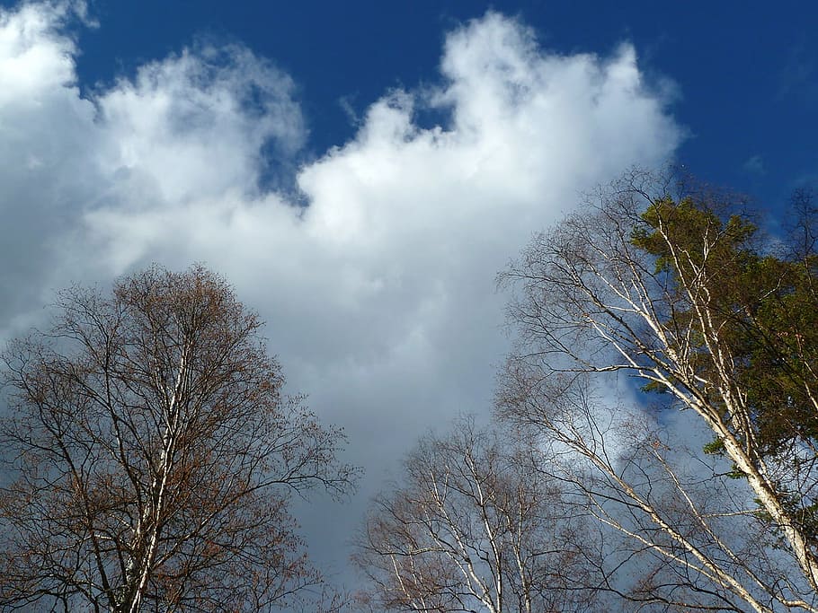 Trees, Blue, Sky, Clouds, Outdoors, scenic, tranquil, stratosphere HD wallpaper